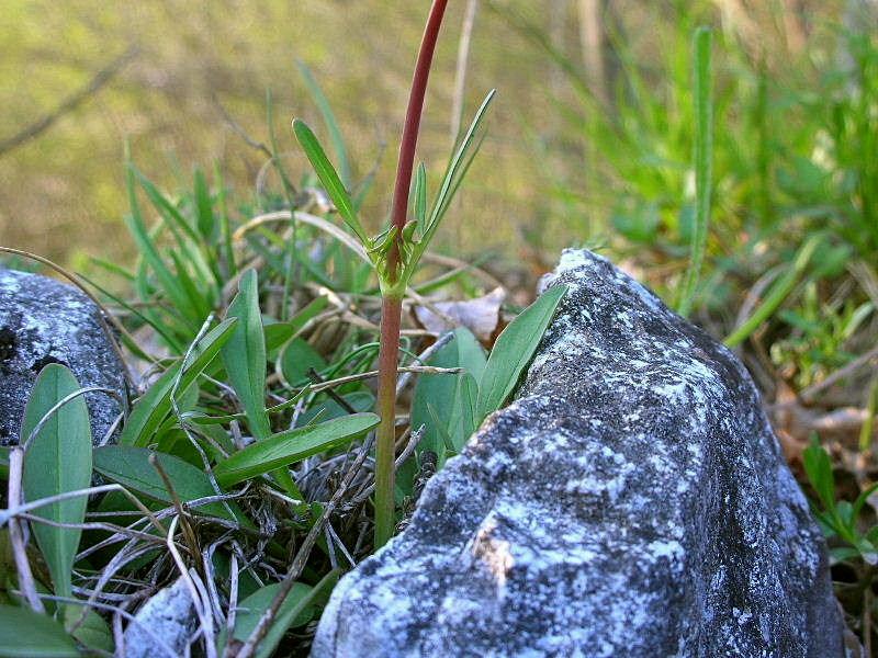 Valeriana tuberosa